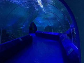 Aquarium Tunnel को लागि 180 या 90 डिग्री एक्रिलिक पैनल