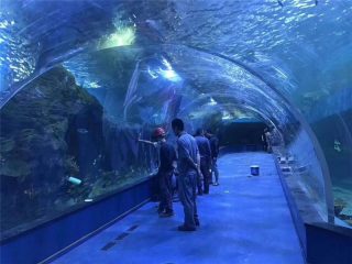 कस्टम plexiglass एक्रिलिक सुरंग मछलीघर
